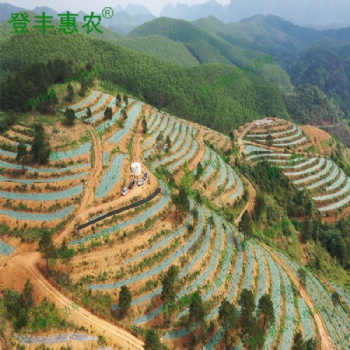 广东 登丰惠农 绿黑色白黑色防草布 可透气透水保温保湿环保可降解园艺地布