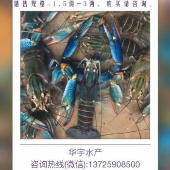澳洲淡水龙虾 澳洲小龙虾 蓝龙 淡水养殖 虾苗