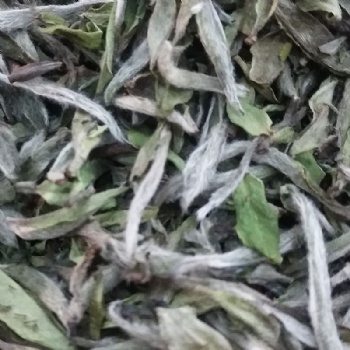 胡蘇亭福鼎白茶白牡丹散茶2两装