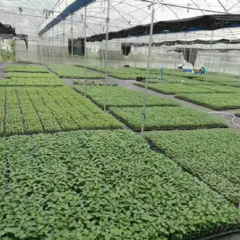 育苗大棚建造价/玻璃育苗大棚/花卉育苗大棚