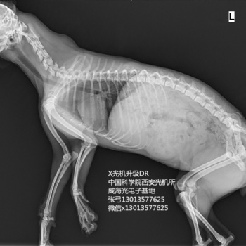 宠物DR便携式X光机手提式X射线机