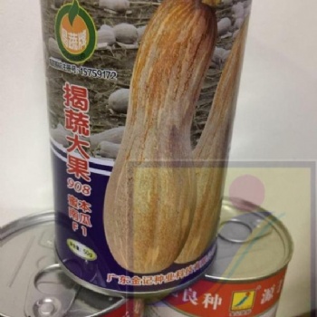 揭蔬大果杂交蜜本南瓜908