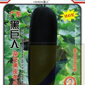 黑巨人杂交黑皮冬瓜种子308