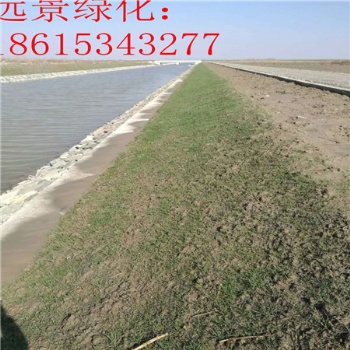 带草籽的植物纤维毯 哪种抗冲生态毯效果比较好 抗冲毯的价格