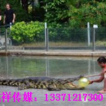 马戏团商演展览服务及各种萌宠出租展览