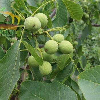 嫁接核桃苗 嫁接薄皮早实冠核一号核桃苗批发|基地|价格|图片