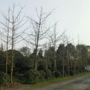 成都银杏树基地直供银杏处理