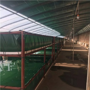 防水防晒户外储水池 无气味水产水池 大棚养殖鱼苗鱼池