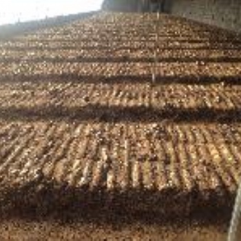 青岛益菇园大球盖菌种赤松茸松茸批发零售免费提供技术指导