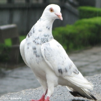 鸽子沙门氏菌如何预防？