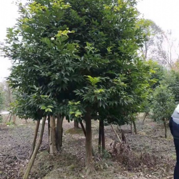 成都天竺桂大批量批发