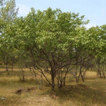 成都山杏苗圃基地价格