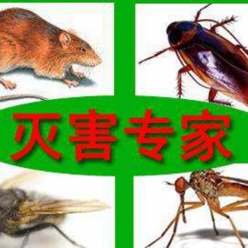 ?？诎滓戏乐?灭老鼠