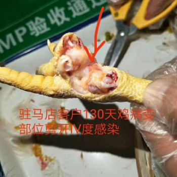 用中药解除免疫抑制专治《传染性滑膜炎》