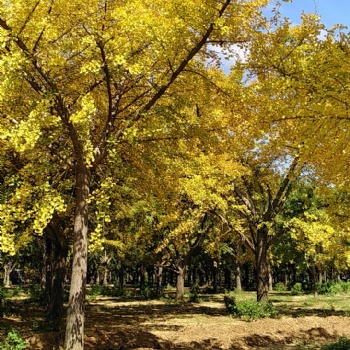 临沂是精品银杏苗圃嫁接银杏树价格低