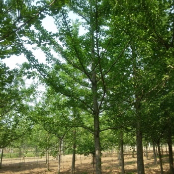 山东银杏基地精品银杏苗圃出售精品银杏树质量好成活率高
