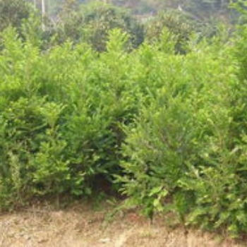 湖南浏阳绿化苗木法红豆杉价格四季红苗圃基地红豆杉批发价格