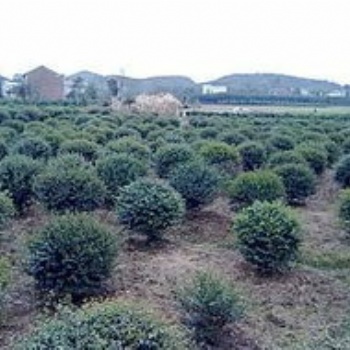 湖南浏阳绿化苗木龟甲冬青杉价格四季红苗圃基地龟甲冬青批发价格