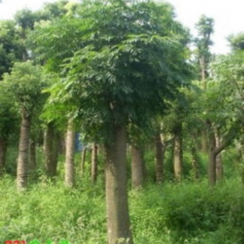 湖南浏阳花木栾树价格四季红苗圃基地栾树批发价格