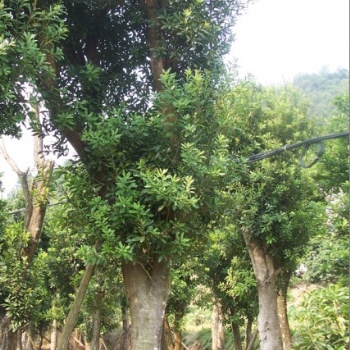 湖南浏阳绿化苗木花木杨梅价格四季红苗圃基地杨梅批发价格