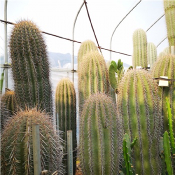 实生巨人柱仙人掌科 播种巨人柱高品种仙人柱 沙漠植物景观展览