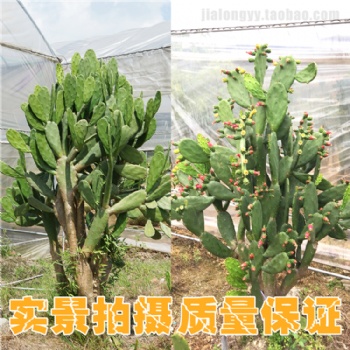 红花仙人掌 多年生花卉及多肉及多浆植物科属 胭脂掌 红花团扇