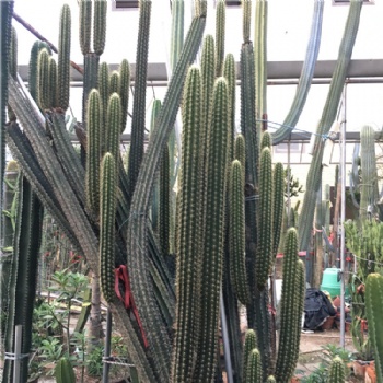 黄金钢仙人柱 黄金刚家居防辐射盆栽 量天尺景观仙人掌 植物