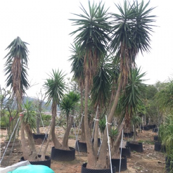 象脚丝兰 龙舌兰科巨丝兰室内外观赏多头荷兰铁植物 无刺丝兰多杆