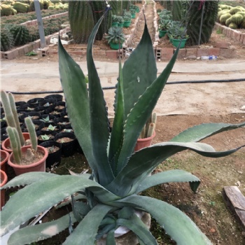 大型巨龙龙舌兰多肉植物稀有品种 户外庭院大小型景观盆栽 赤牙龙
