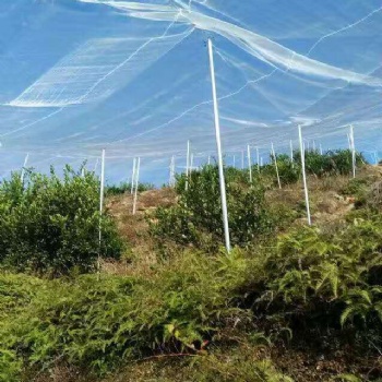 农用防虫网蔬菜大棚果木脐橙种植防害虫提高结果率