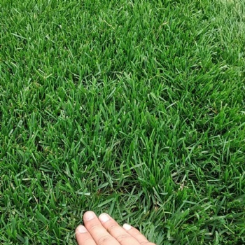 石家庄草皮出售|公园草坪|小区草皮