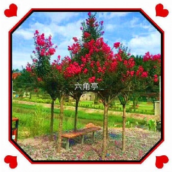 紫薇花瓶 紫薇六角亭 植物编织树艺艺术