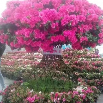 紫薇花瓶 北美海棠 园林造型景观 园林工程 景观绿化