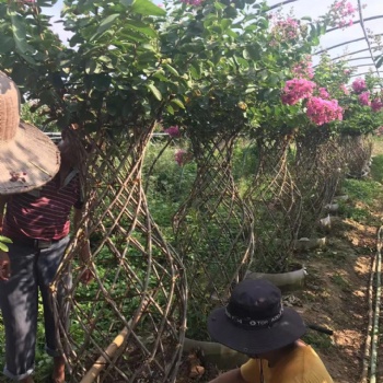 开远园艺紫薇造型花瓶树 红花紫薇