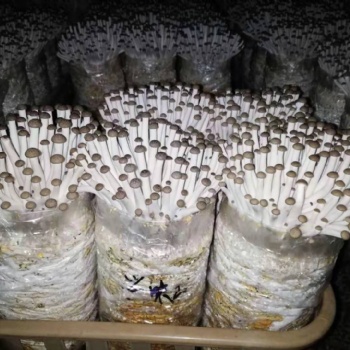 24小时接受定货一个电话活体香菇送到您家