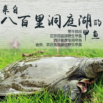湖南甲鱼价格 湖南甲鱼批发报价大全介绍