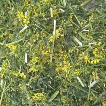 黄花草木樨宁夏产地供应 草木樨哪里有 草木樨原料价格