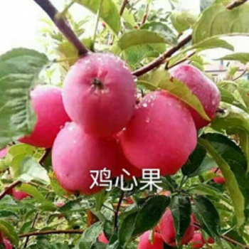 吉林省鸡心果苗批发鸡心果树苗量大送货