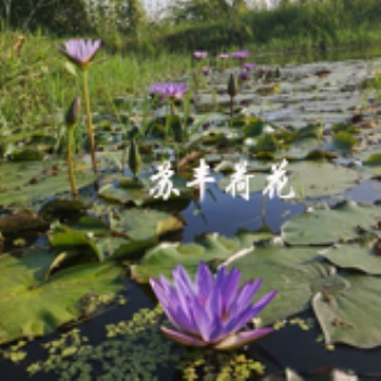 美丽乡村荷花种植项目，美丽乡村睡莲种植项目展示