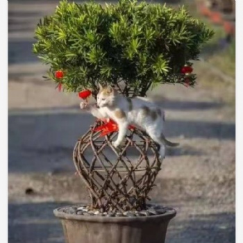 紫薇花瓶植物艺术盆景花瓶编织骨架造型编织技术