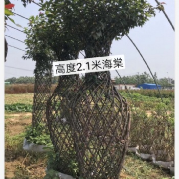 紫薇花瓶海棠花瓶绿植苗木造型编织适合公园景区绿化