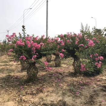 方城县开远园艺桂花花瓶成品