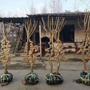 紫薇花瓶花瓶骨架园艺植物盆景艺术造型编织培训技术
