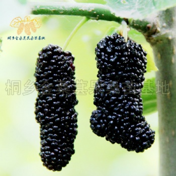 无籽大十果桑苗批发价格低优质嫁接桑葚果树苗基地