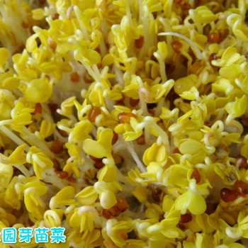 益康园芽苗菜种植赚不赚钱