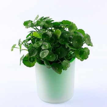 北京花卉绿植租摆公司