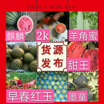 山东潍坊早春红玉西瓜产地大量供应
