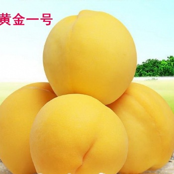 黄桃之乡供应黄桃鲜桃蜜桃