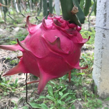 蜜玄龙火龙果苗耐高温度品种果大色泽靓