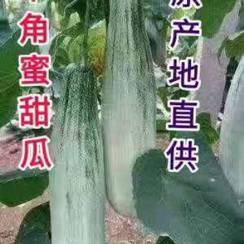羊角蜜甜瓜产地直供电商超市